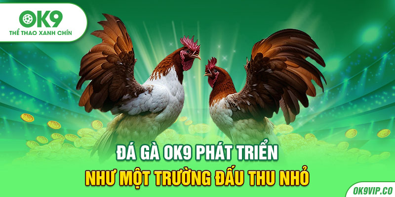 Đá gà OK9 phát triển như một trường đấu thu nhỏ