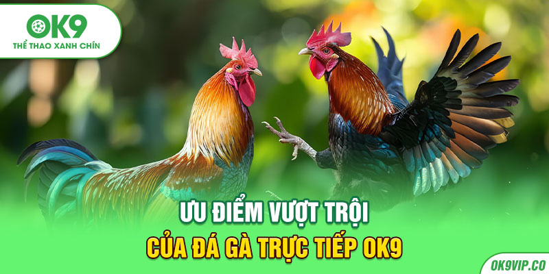 Ưu điểm vượt trội của đá gà trực tiếp OK9